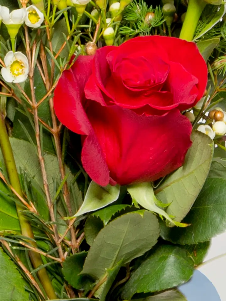 Nove rose rosse gambo medio lungo macro